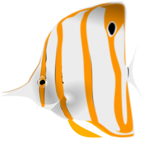 fish sea life animal
