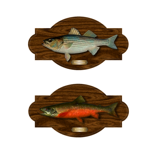 fish trout bass