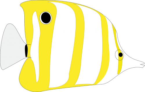 fish butterflyfish animal