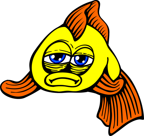 fish sad goldfish