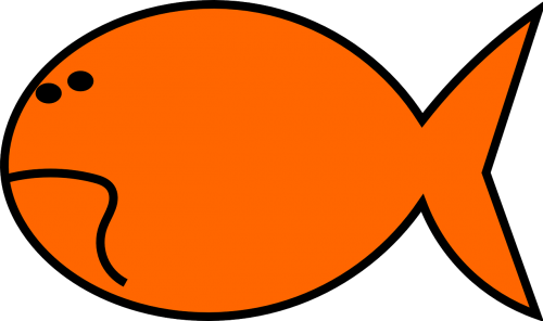 fish goldfish orange