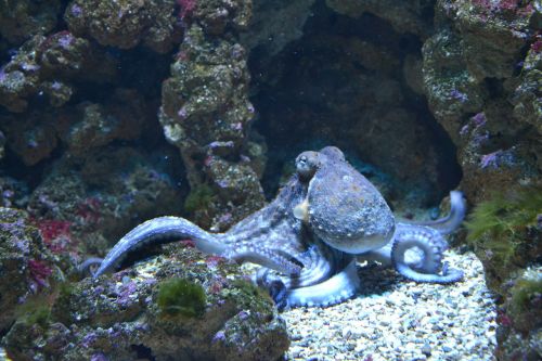 fish octopus water