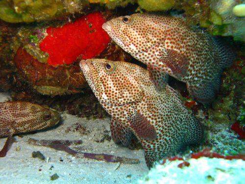 fish underwater marine