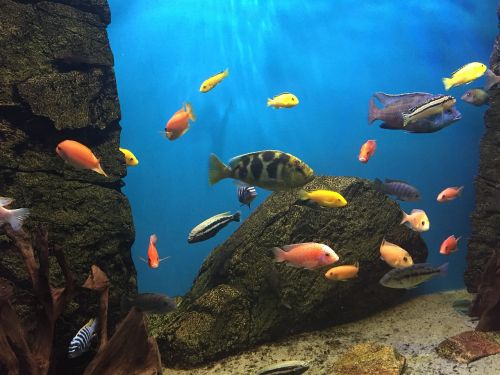 fish aquarium colors