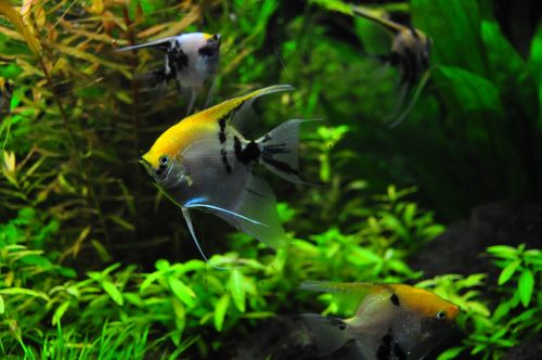 fish tank aqua