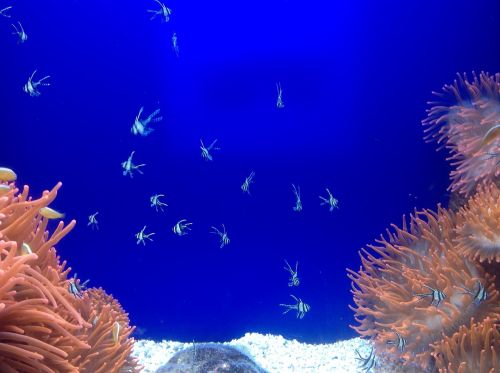 fish animals aquarium