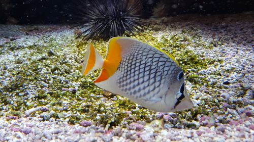 fish aquarium exotic