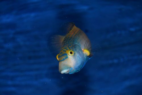 fish blue animal