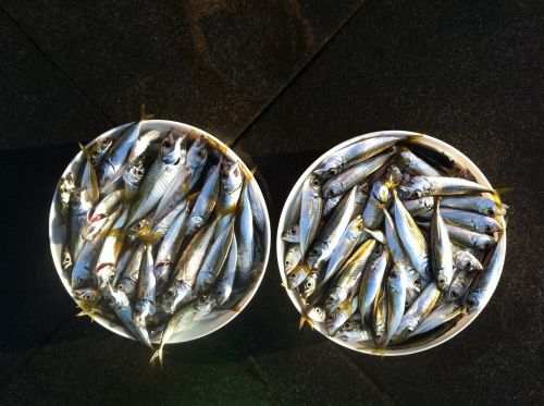fish shells sardines