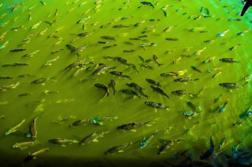 fish fish thick green water