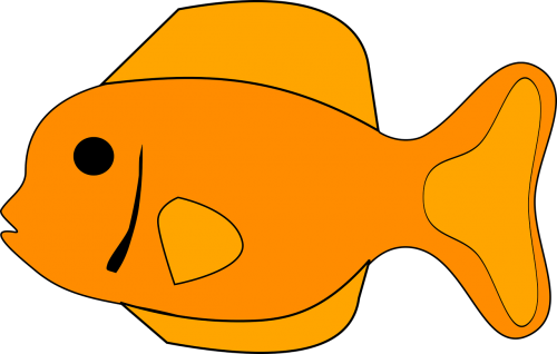 fish orange animal