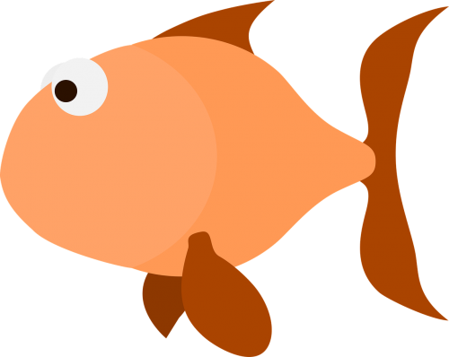fish orange salmon