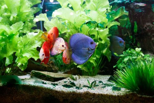 fish tank aquarium