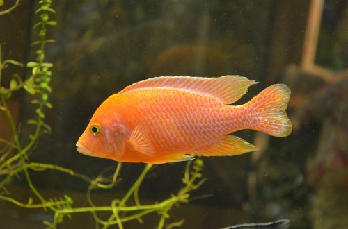 fish orange water