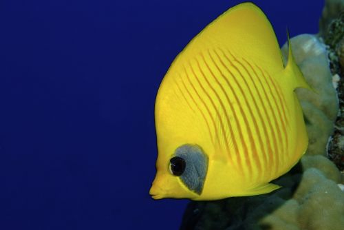 fish diving yellow