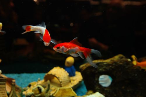 fish goldfish freshwater fish