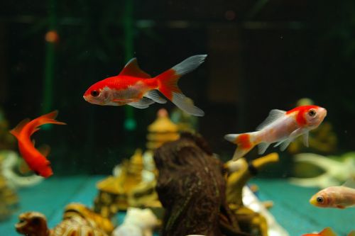 fish goldfish freshwater fish