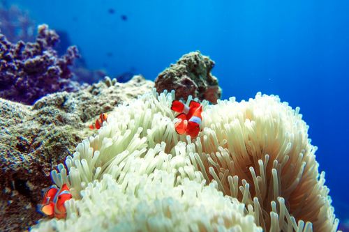 fish clownfish sea anemone