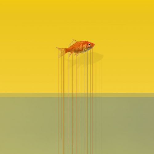 fish art drops