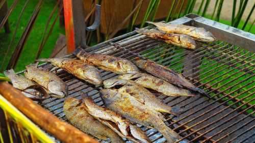fish eating grilling