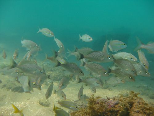 fish fishing ocean