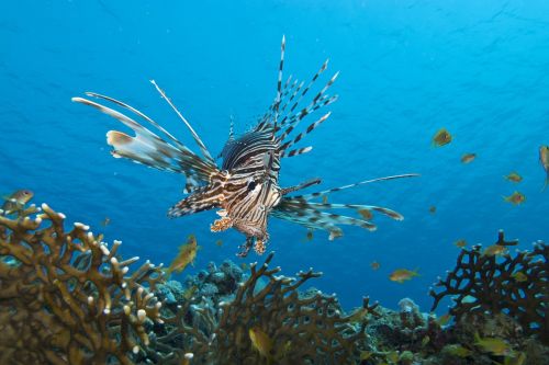 fish underwater marine life