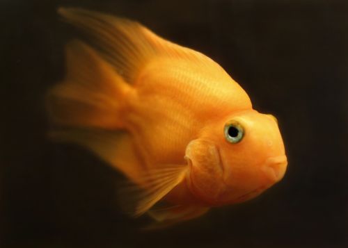 fish goldfish water