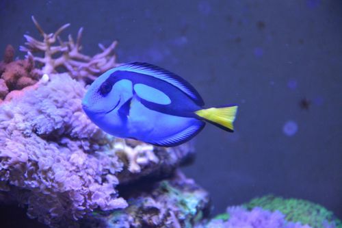 fish sea ​​water dory