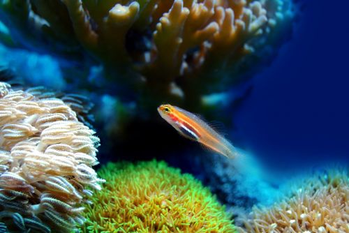 fish coral sea