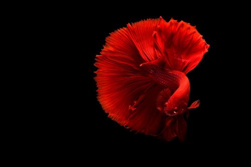 fish underwater red