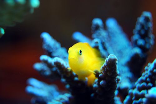 fish yellow coral