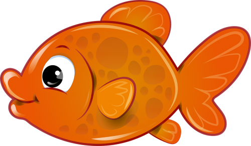 fish goldfish orange