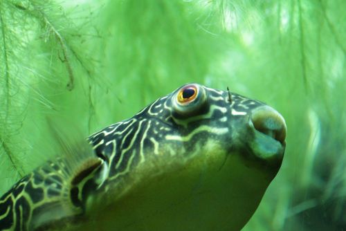 fish ocean underwater