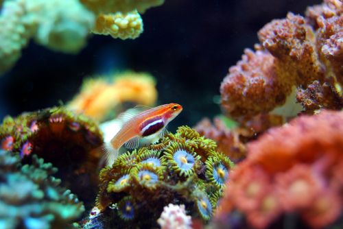 fish coral reef