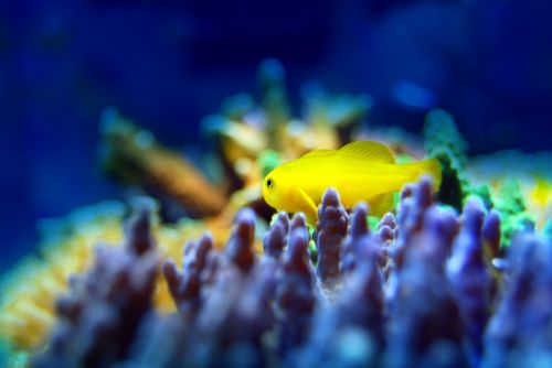 fish reef coral
