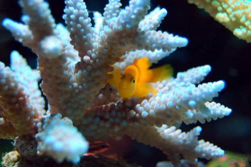 fish reef coral