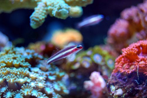 fish coral reef