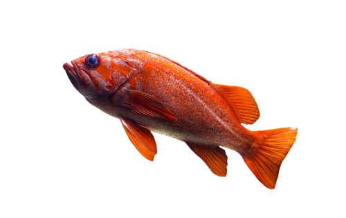 fish goldfish aquarium