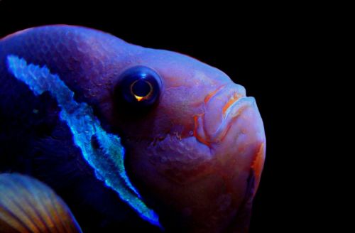 fish underwater aquarium