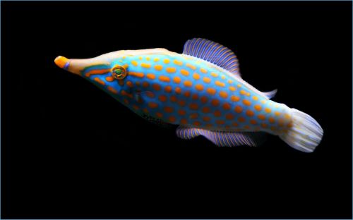fish ocean underwater