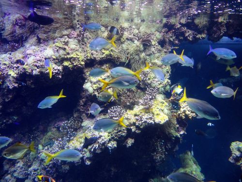 fish monaco ocean