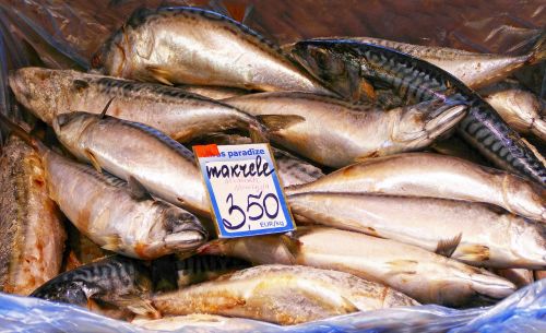 fish mackerel freshly caught
