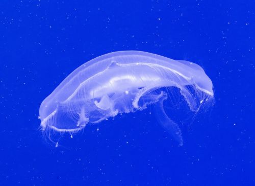 fish underwater jellyfish