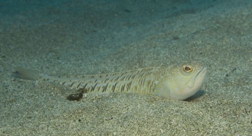 fish nephropsgp algeria