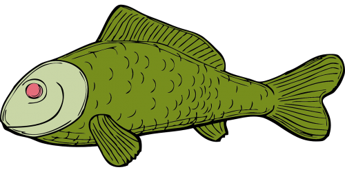 fish green aquatic