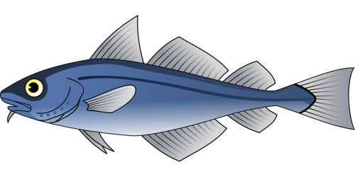 fish tuna blue