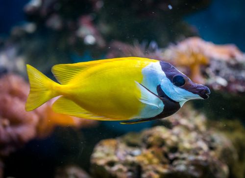 fish aquarium animals
