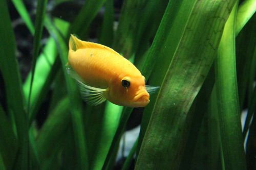 fish orange green