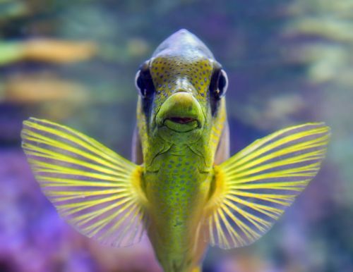 fish fin aquarium