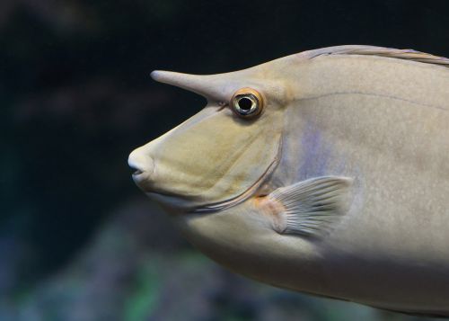 fish horn aquarium